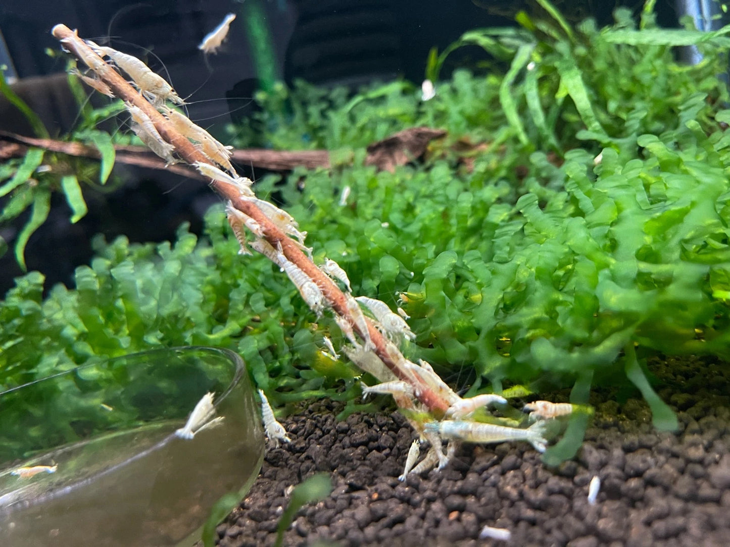 10 Snow White Shrimps