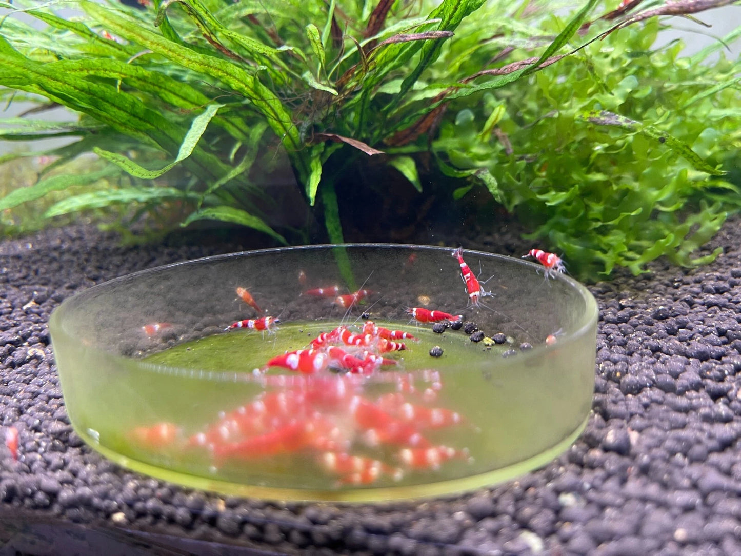 Red Santa Shrimp