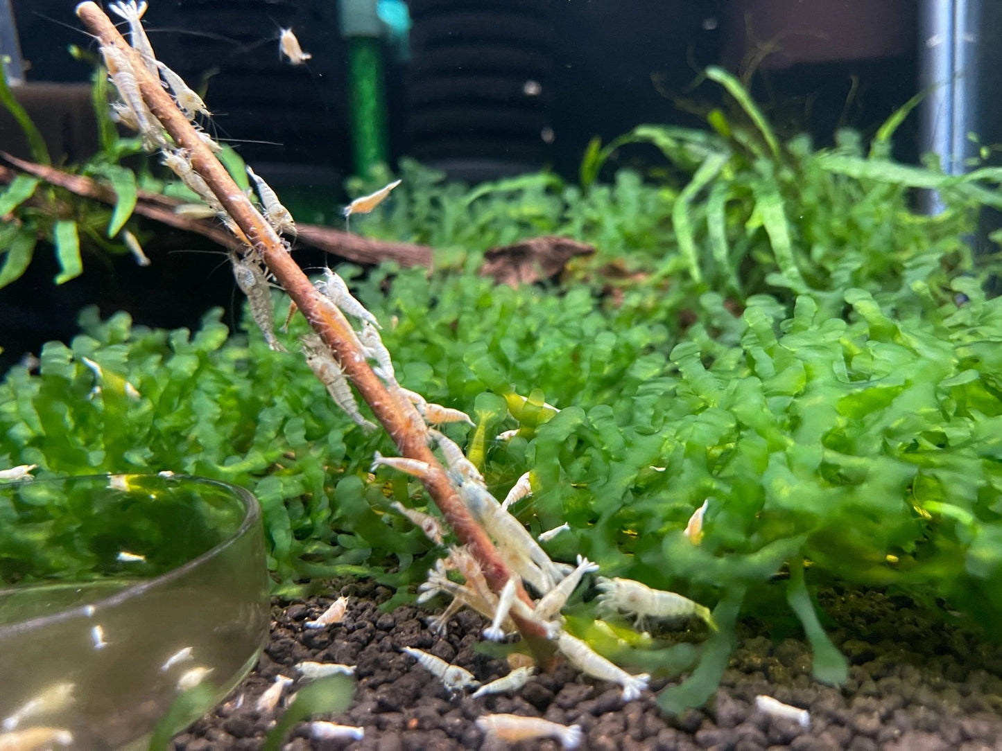 10 Snow White Shrimps