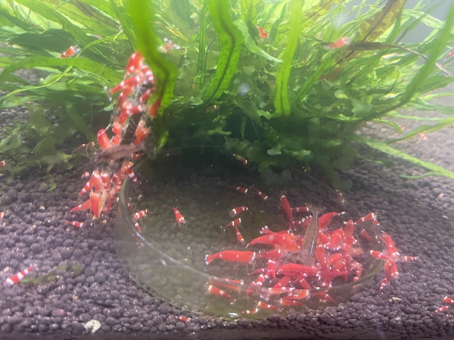Red Santa Shrimp