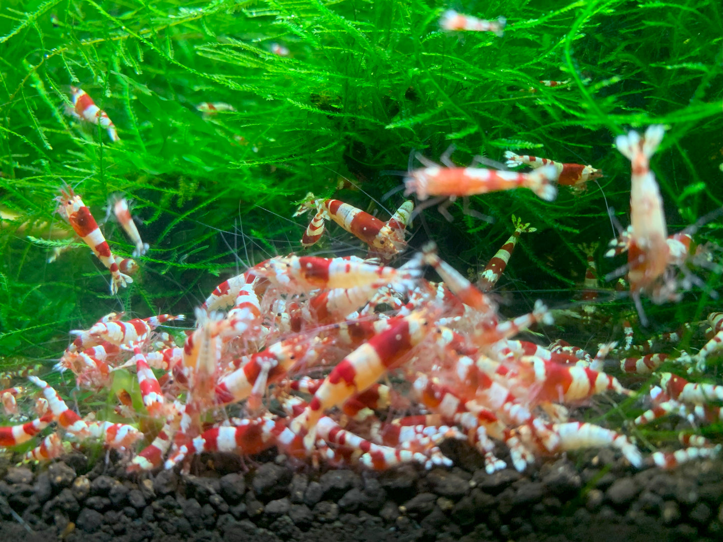 Shrimp Jerky Treats Mixed - Food For Shrimp, Snails, Bristlenose pleco & Otocinclus