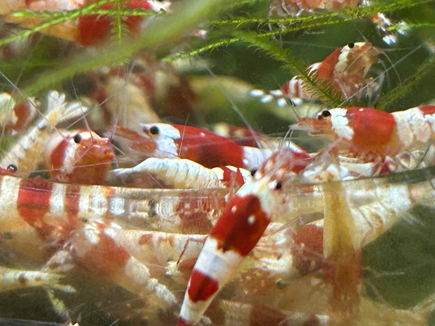 10 Crystal Red Shrimps