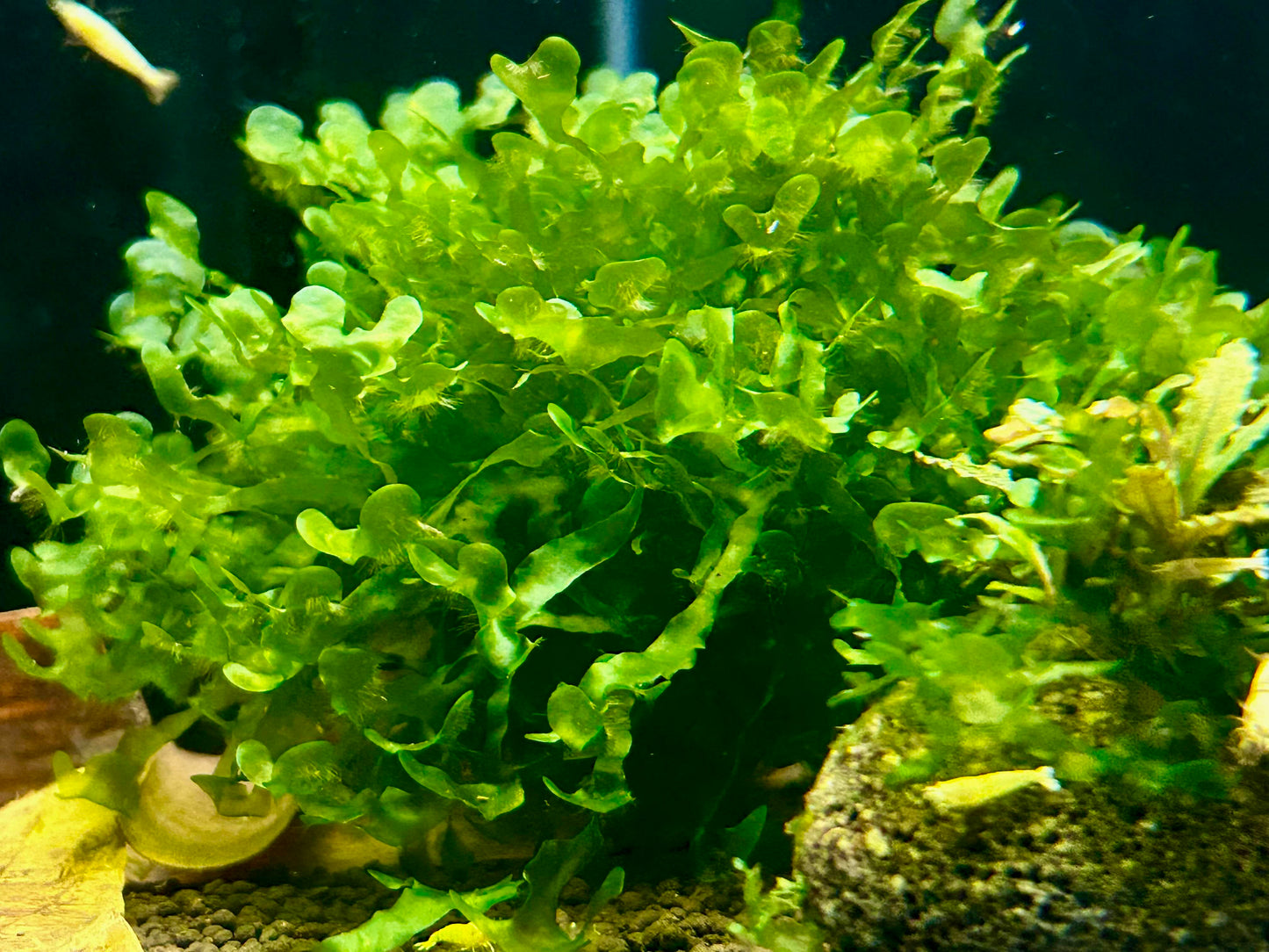 Subwassertang Moss