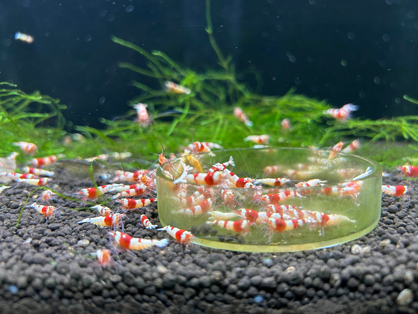 10 Crystal Red Shrimps