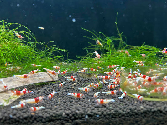 10 Crystal Red Shrimps
