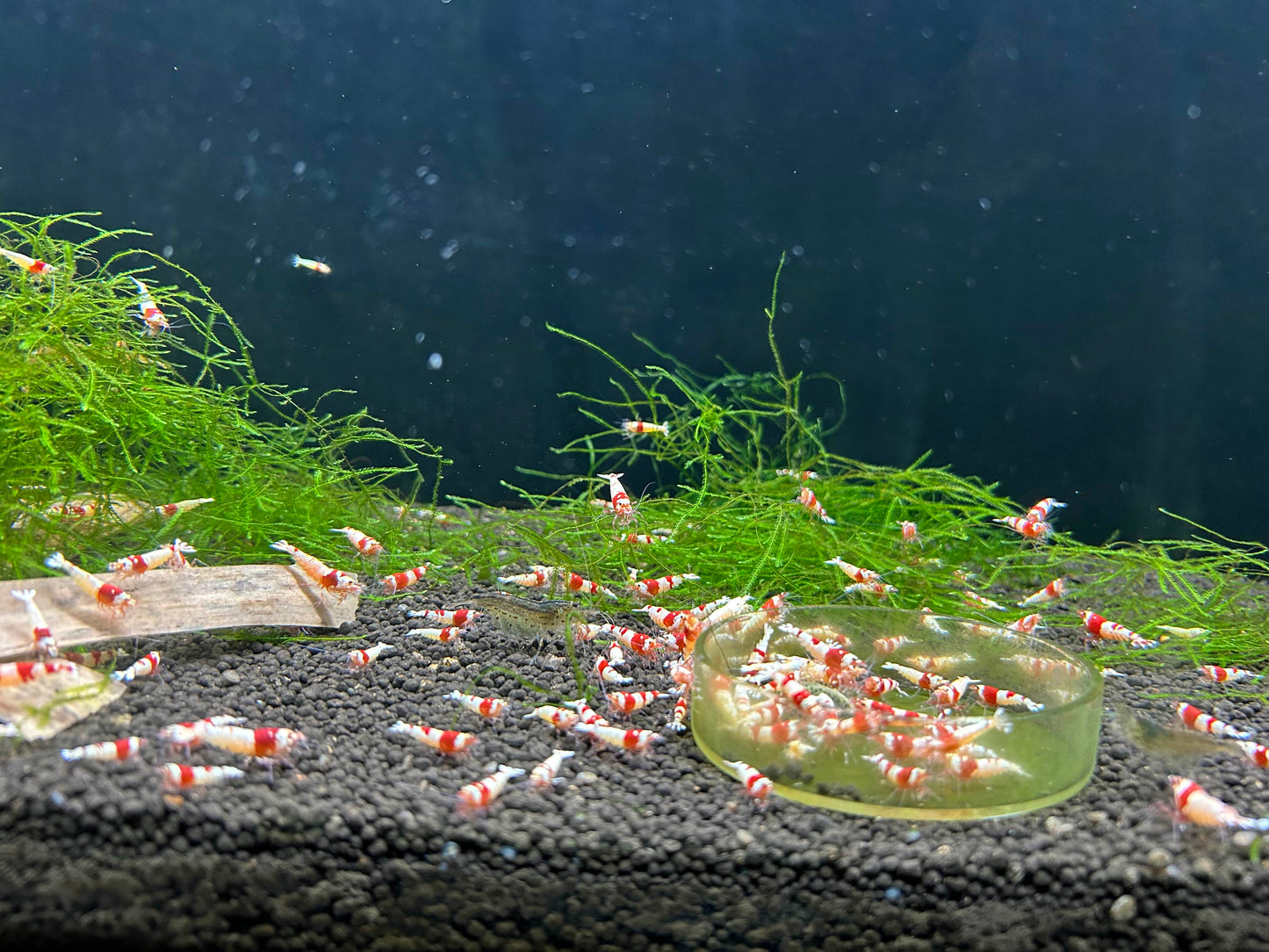 10 Crystal Red Shrimps
