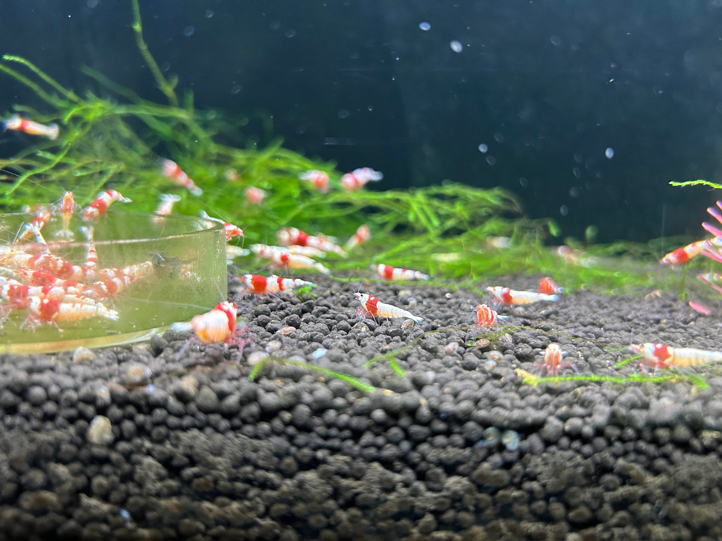 10 Crystal Red Shrimps