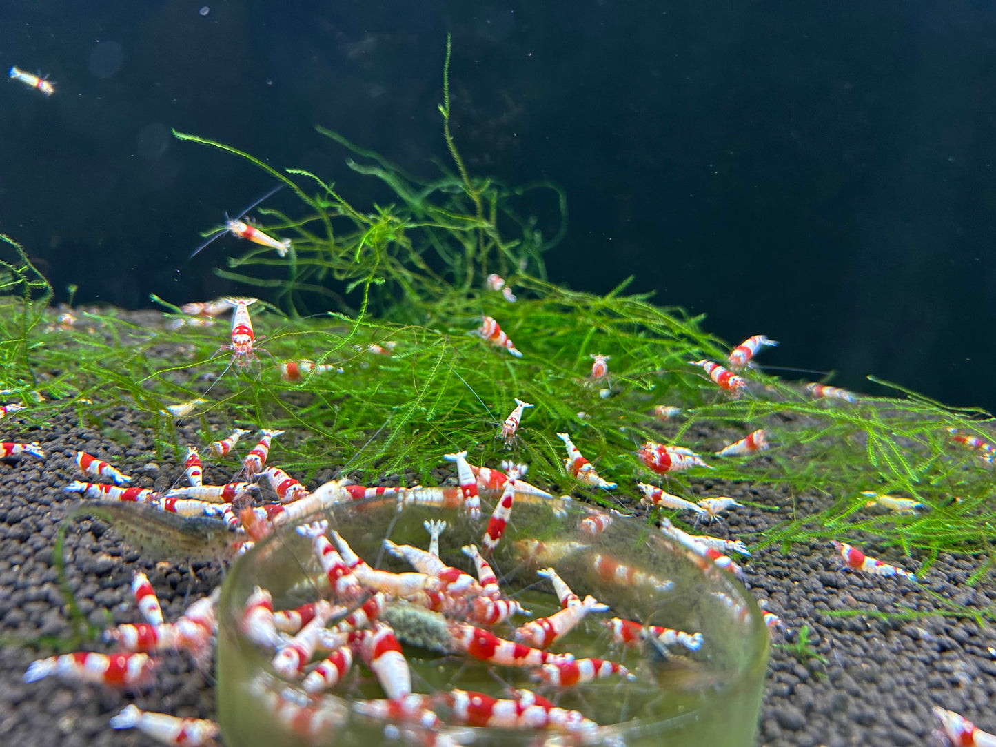10 Crystal Red Shrimps