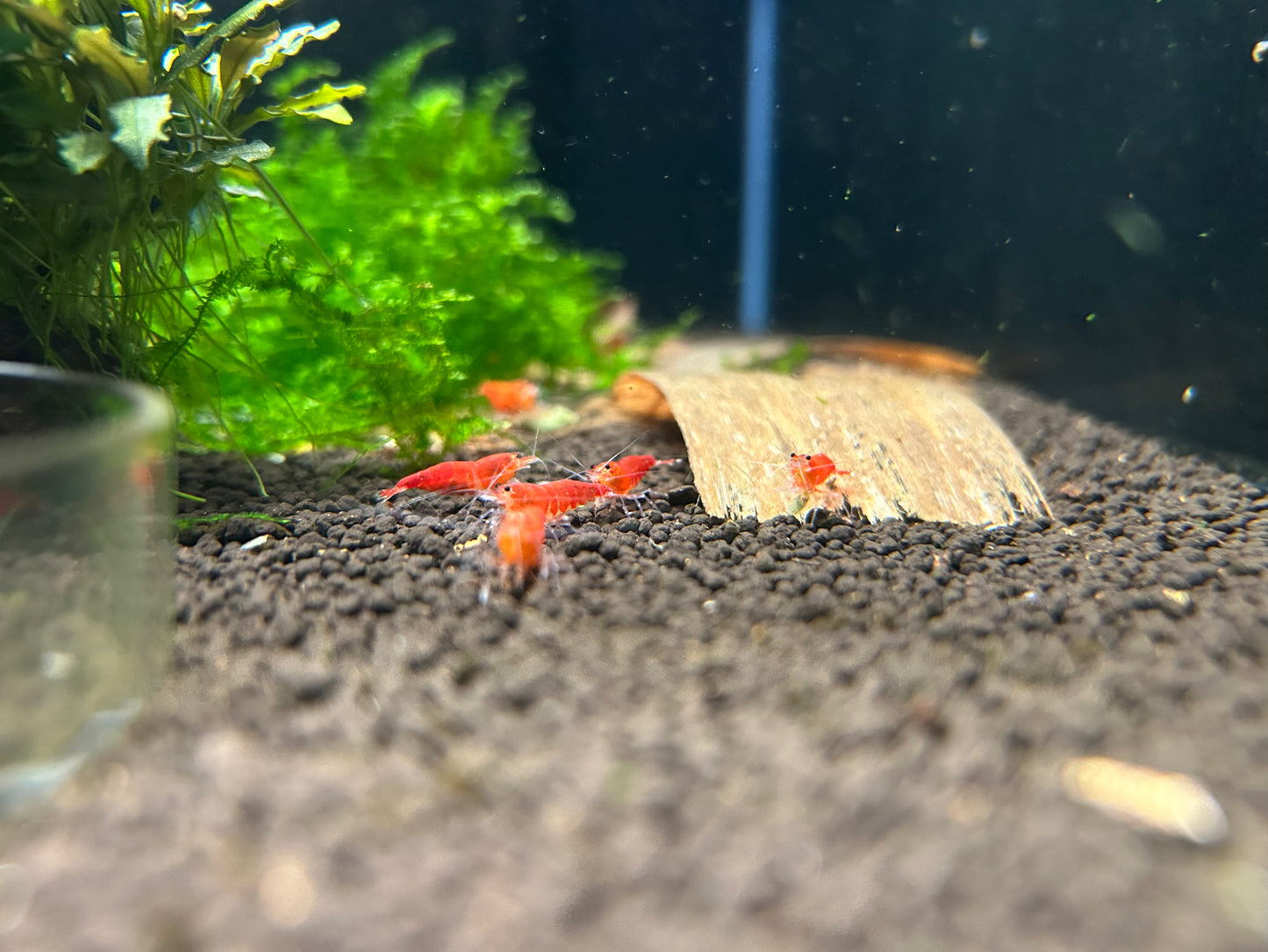 10 Super Red Extreme Shrimps