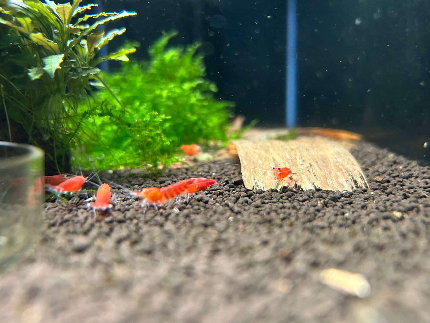 10 Super Red Extreme Shrimps
