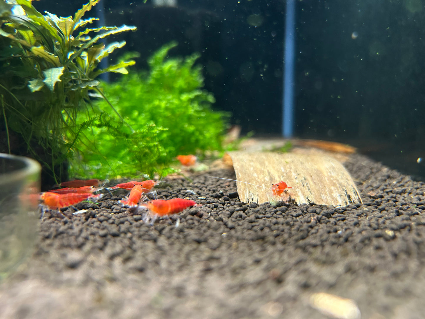 10 Super Red Extreme Shrimps