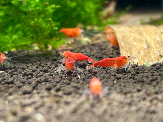 10 Super Red Extreme Shrimps