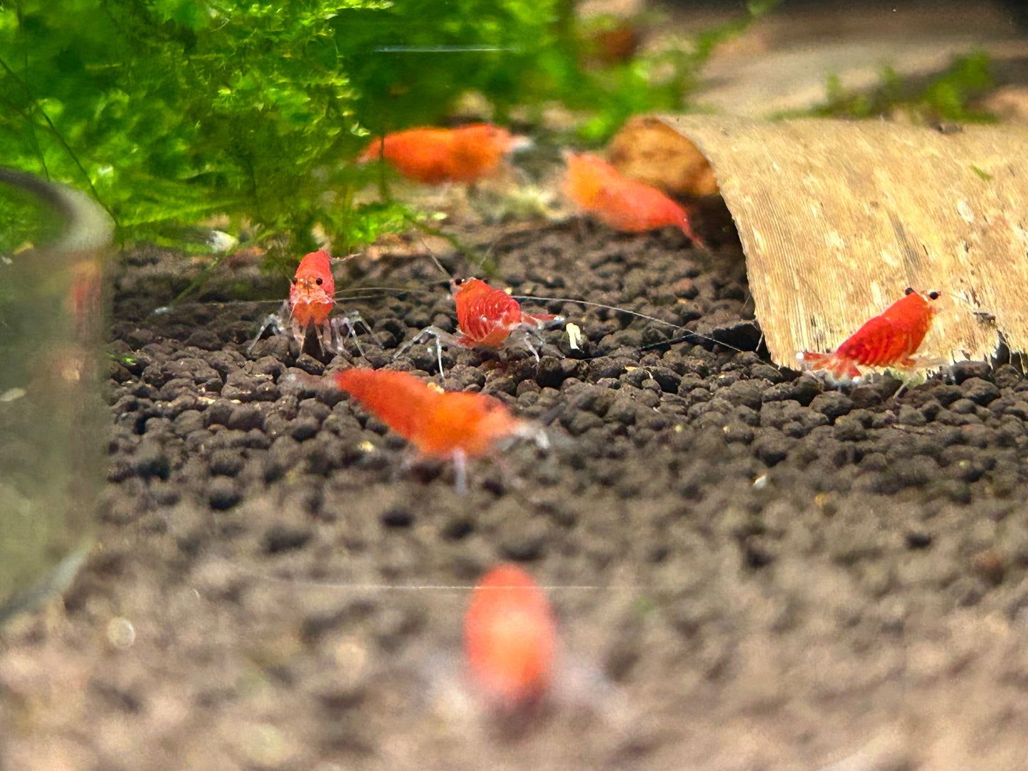 10 Super Red Extreme Shrimps