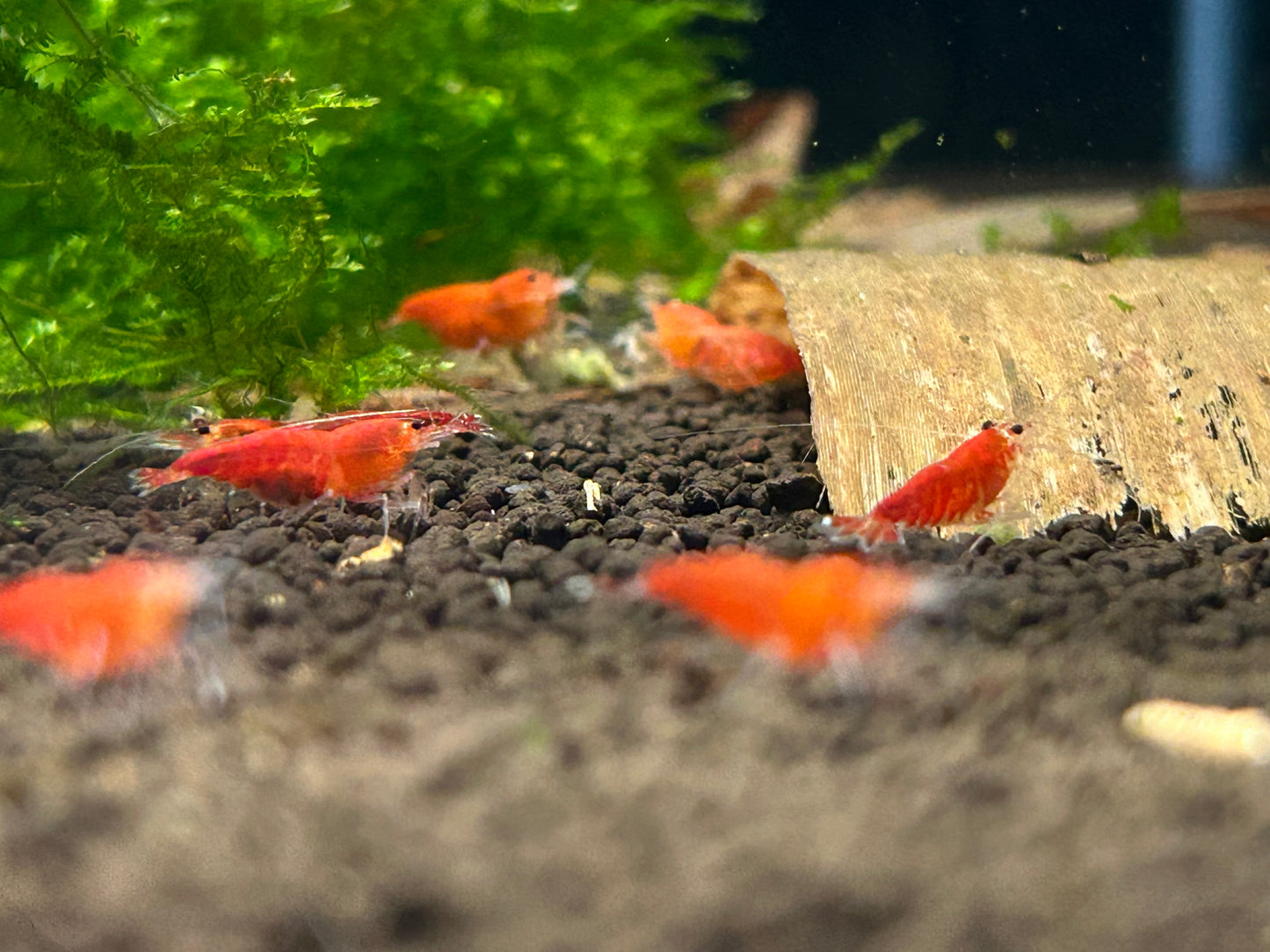 10 Super Red Extreme Shrimps