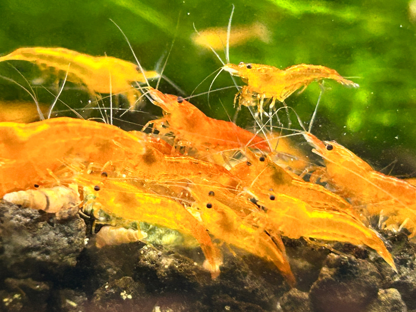 10 Pumpkin Shrimps