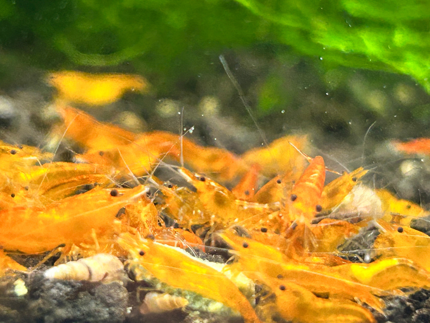 10 Pumpkin Shrimps