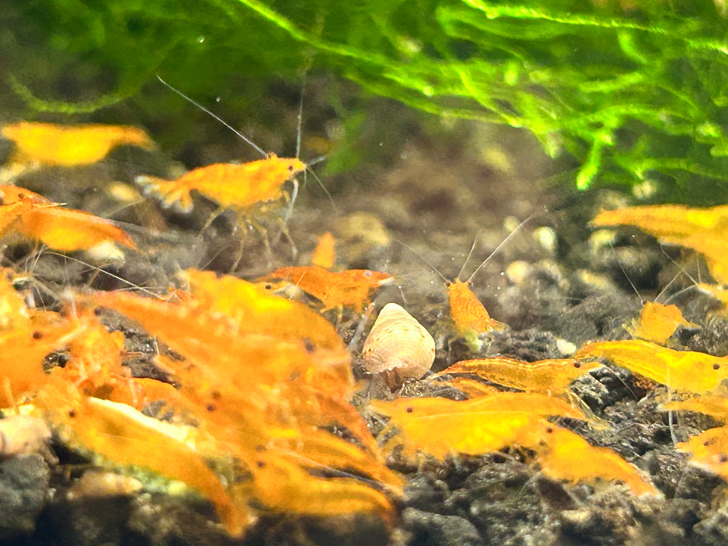 10 Pumpkin Shrimps