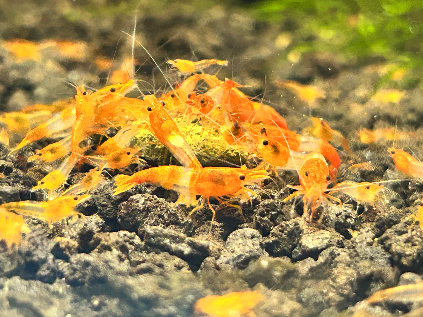 10 Orange Rili Shrimps