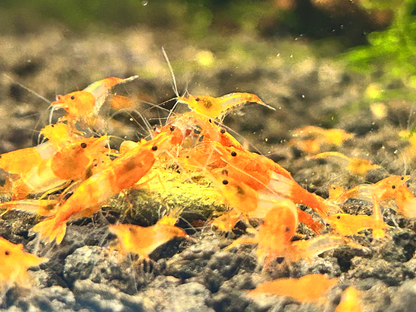 10 Orange Rili Shrimps
