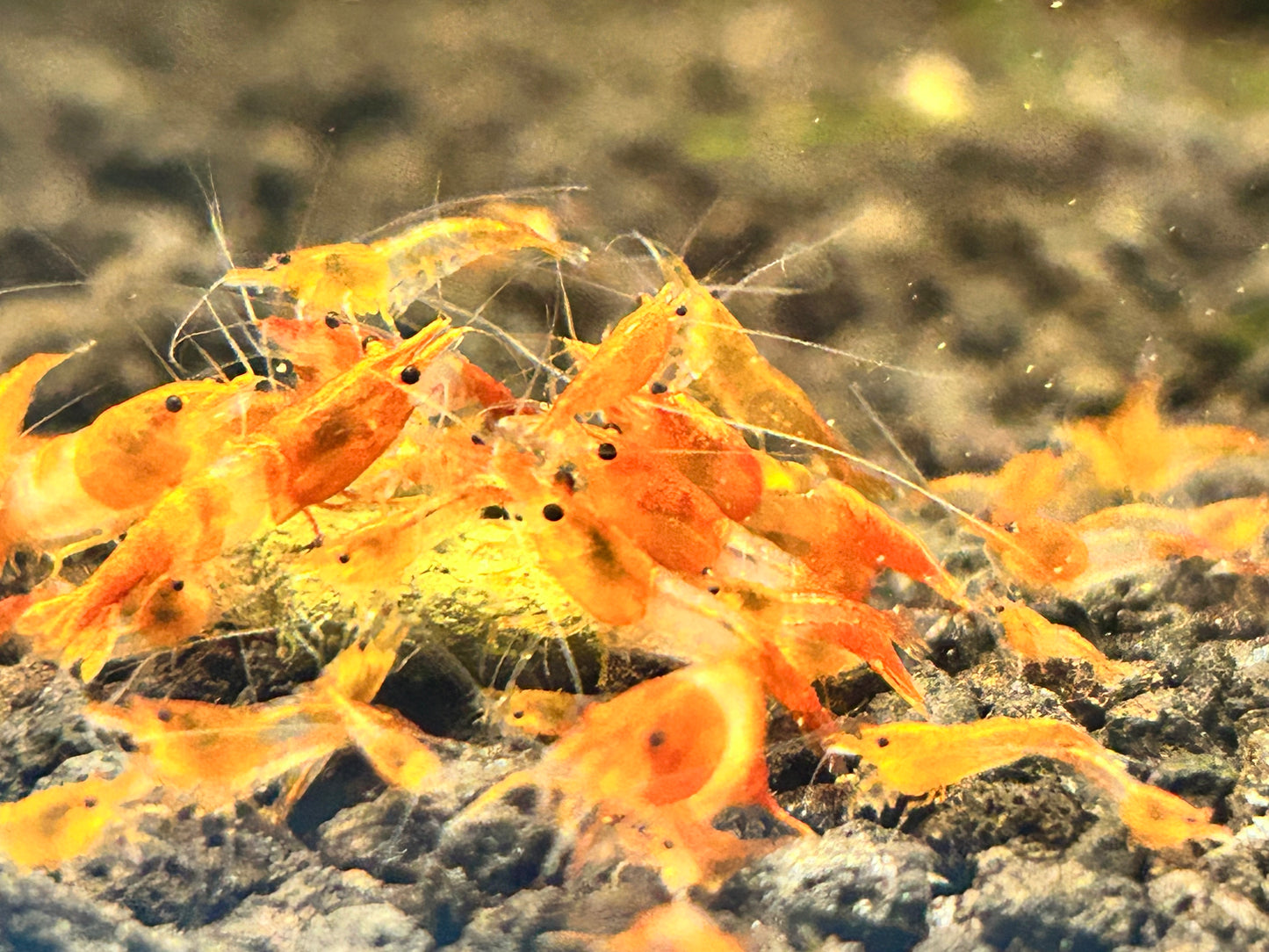 10 Orange Rili Shrimps