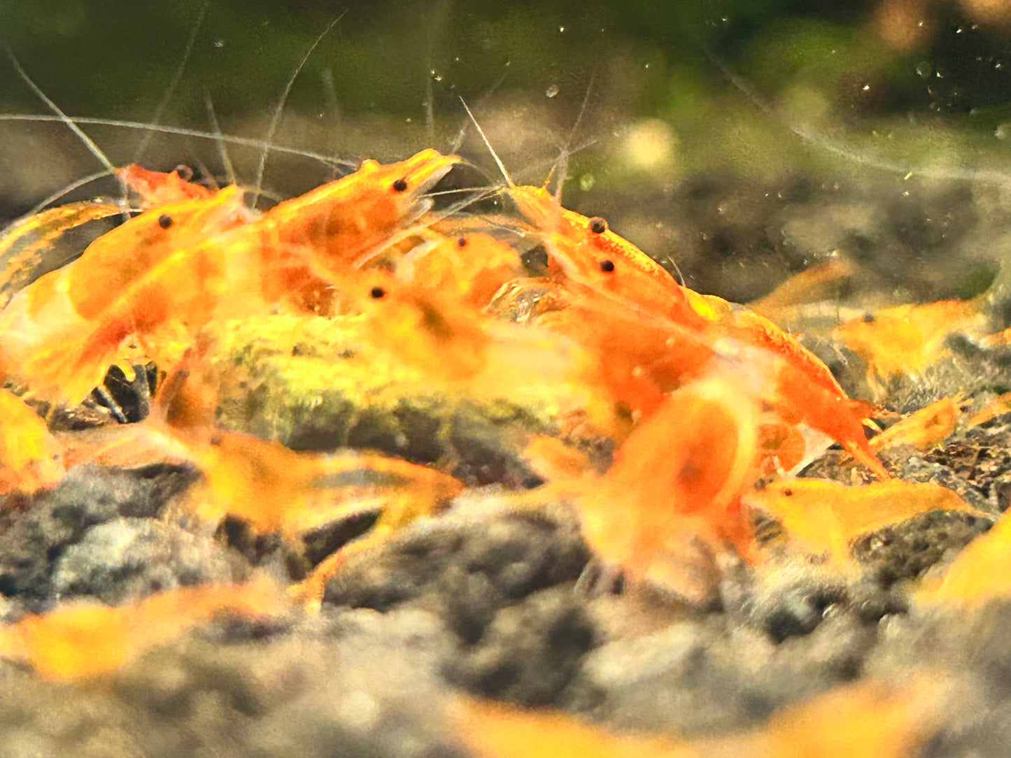 10 Orange Rili Shrimps