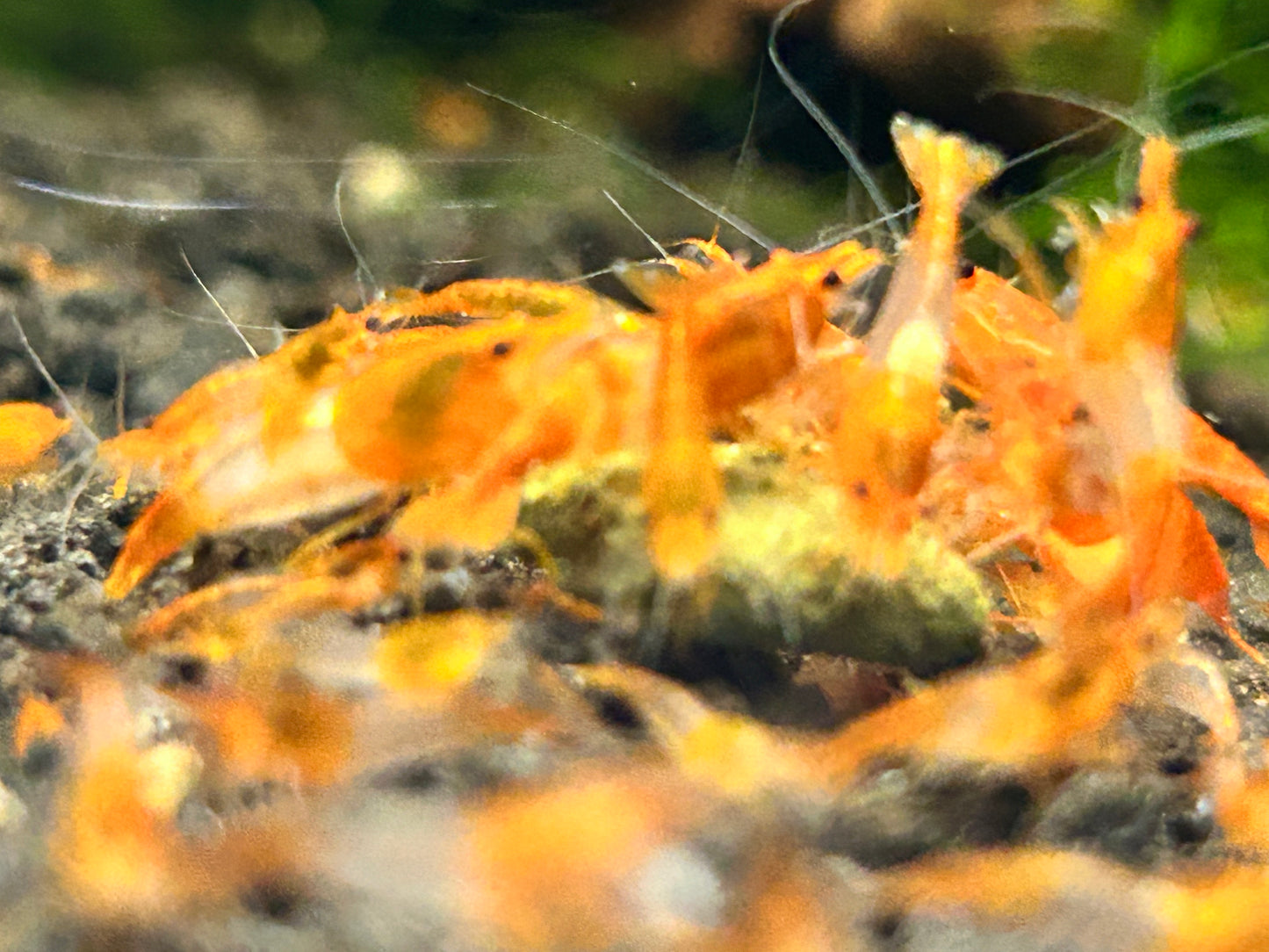 10 Orange Rili Shrimps