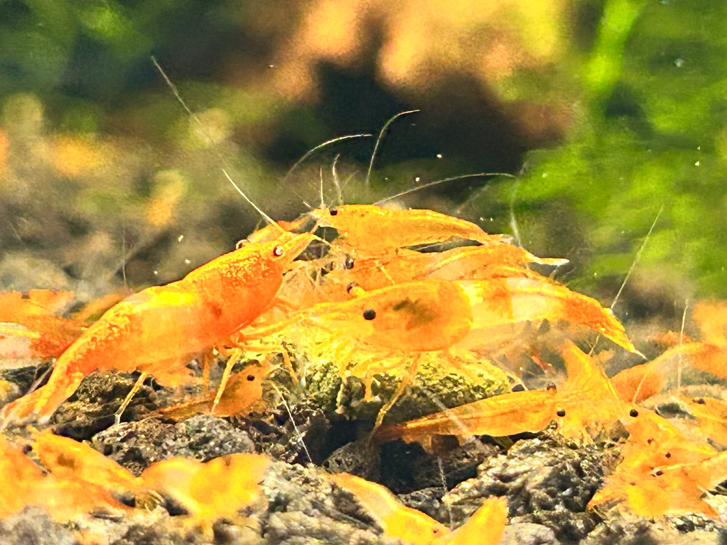 10 Orange Rili Shrimps