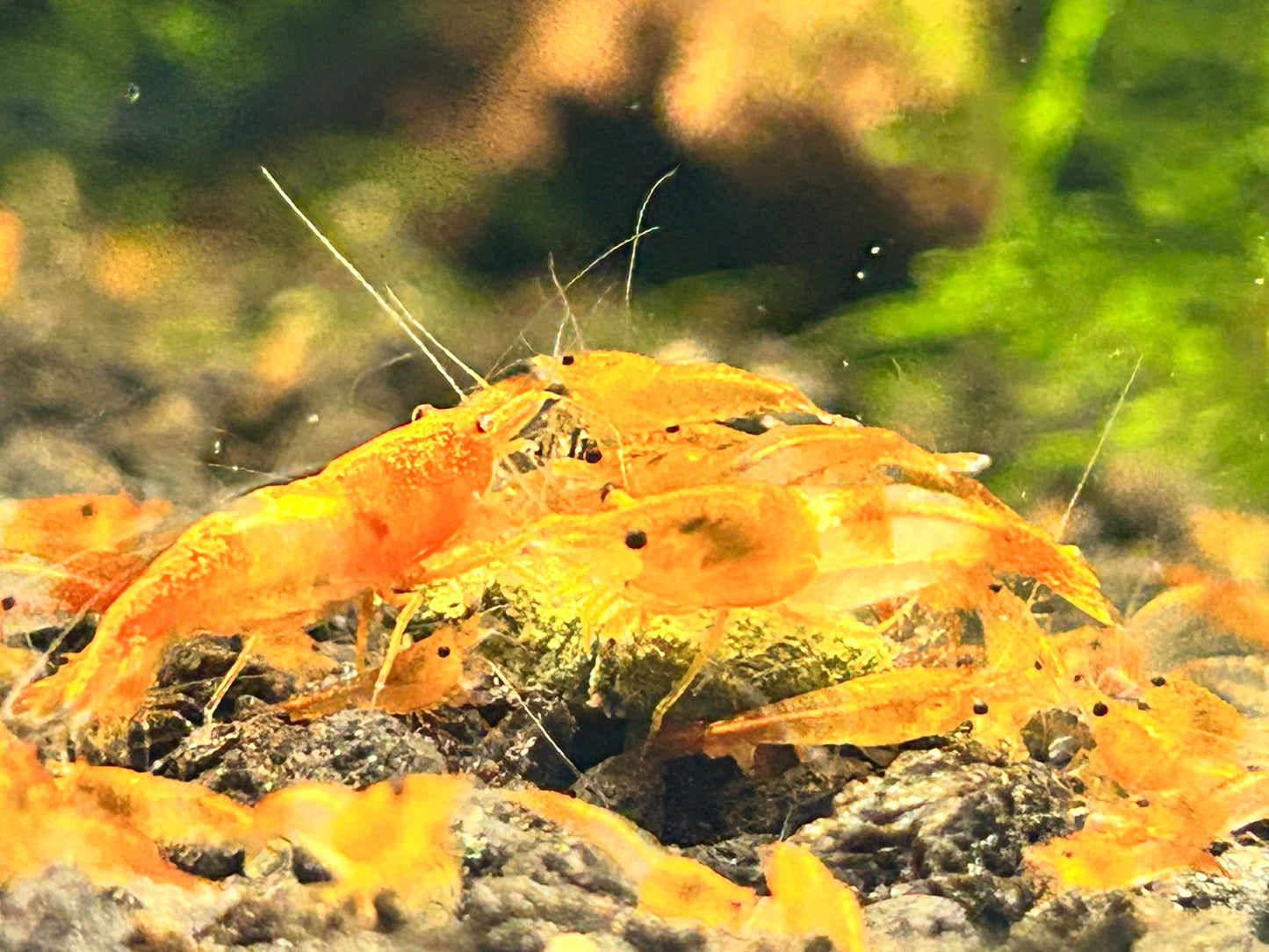 10 Orange Rili Shrimps
