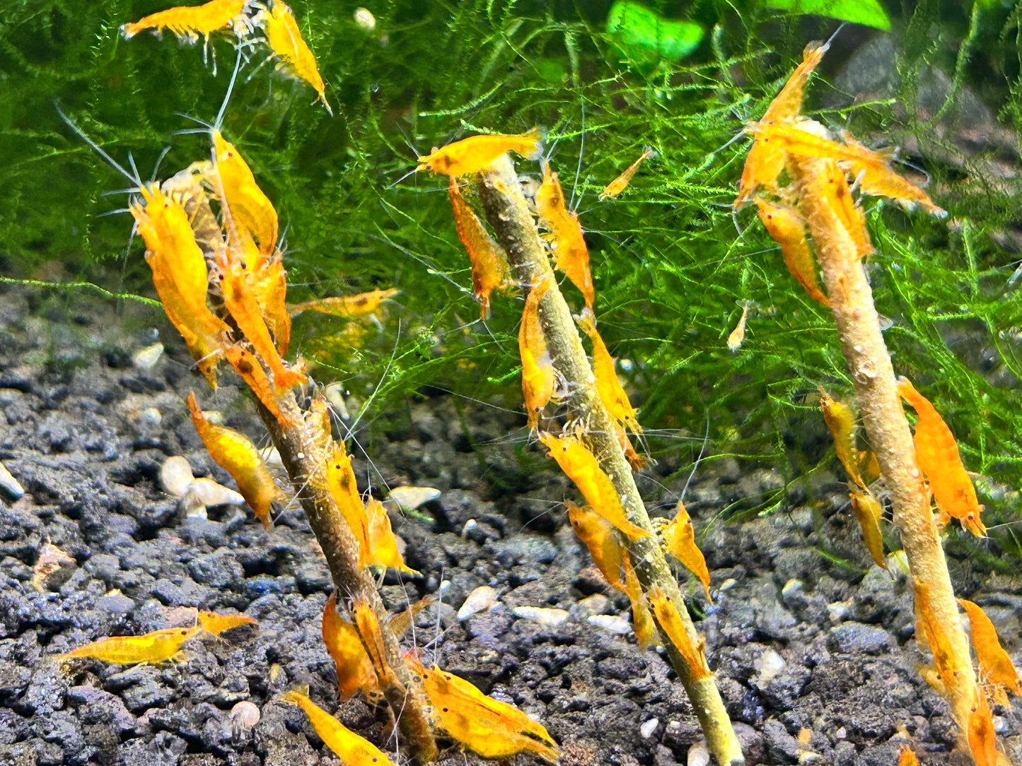 Shrimp Lollies Variety Nano (24 Sticks)