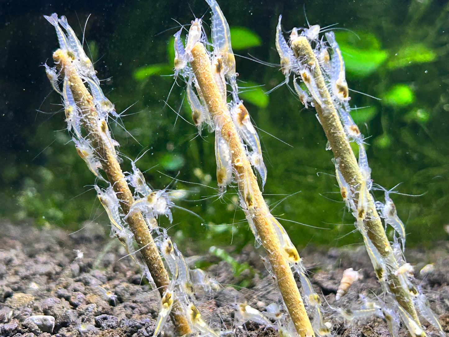 Shrimp Lollies Variety Nano (24 Sticks)