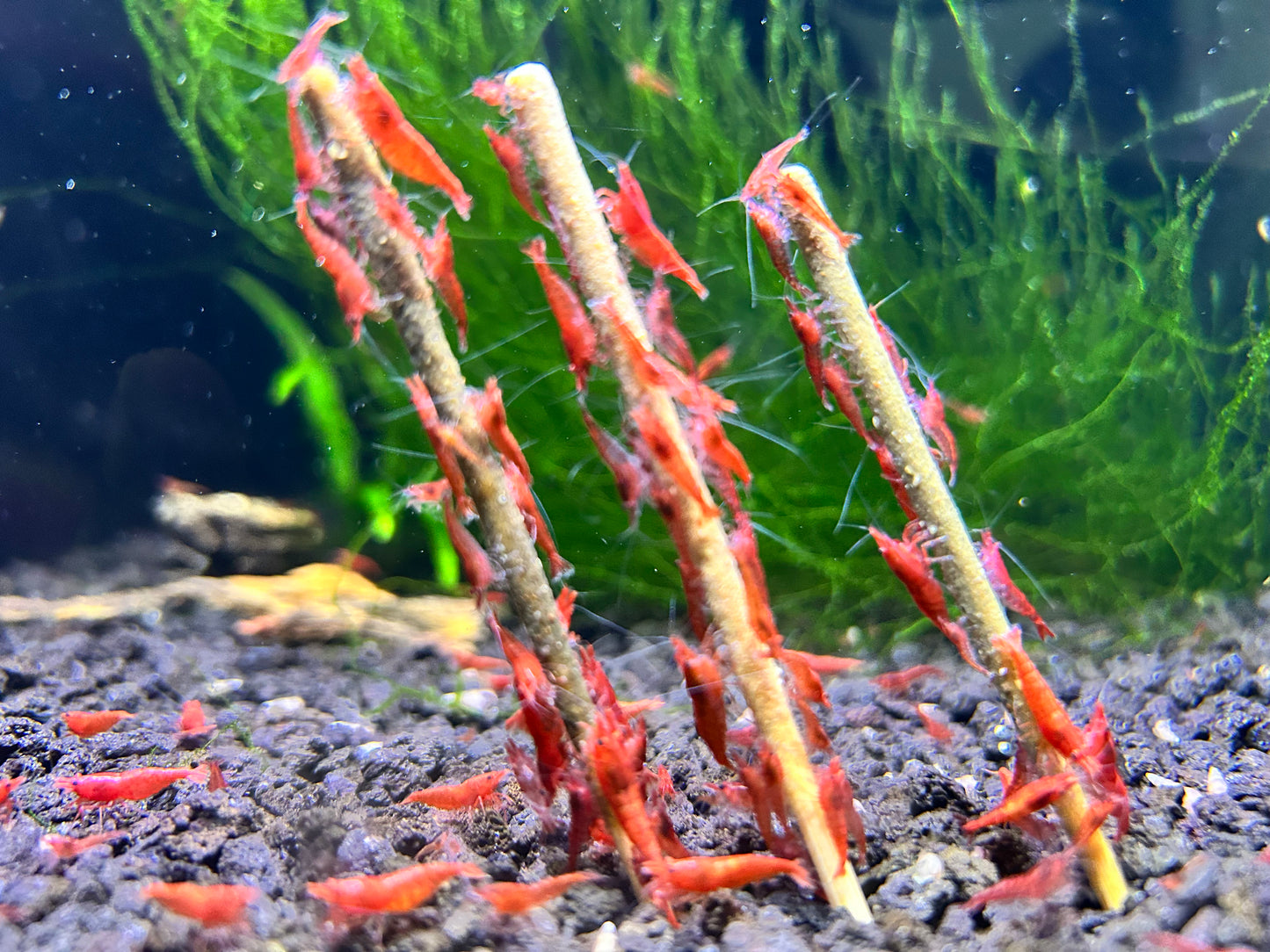 Shrimp Lollies Variety Nano (24 Sticks)