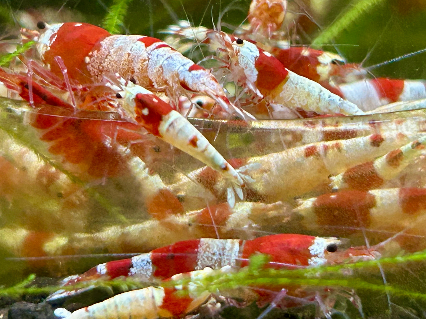 10 Crystal Red Shrimps