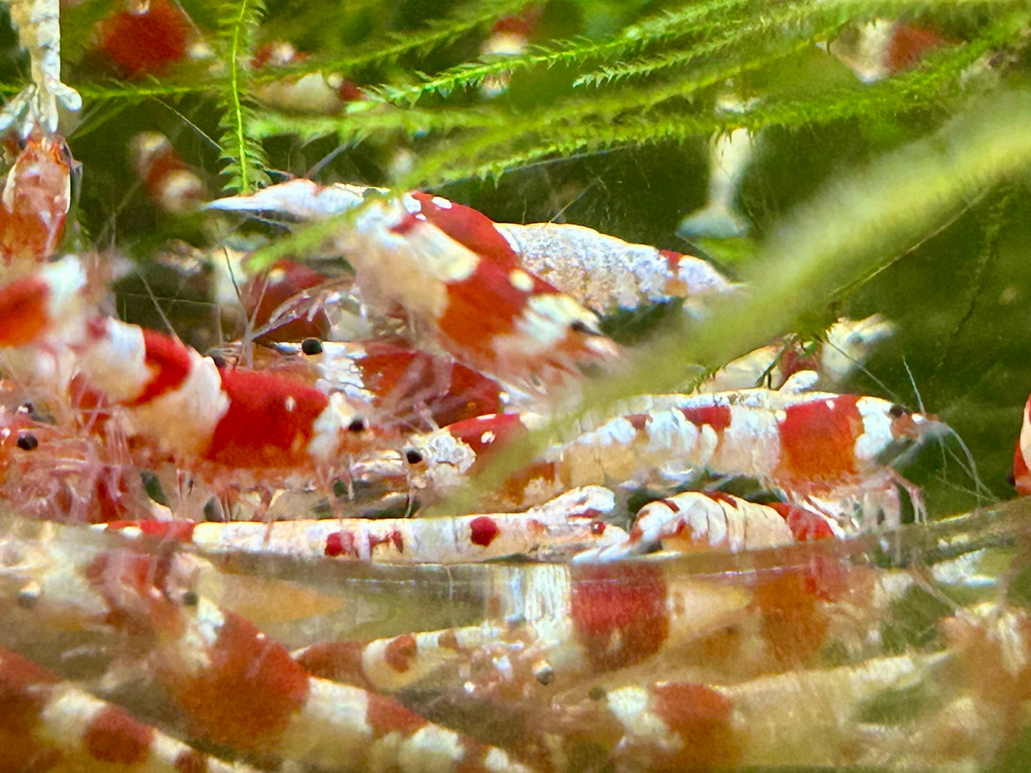 10 Crystal Red Shrimps
