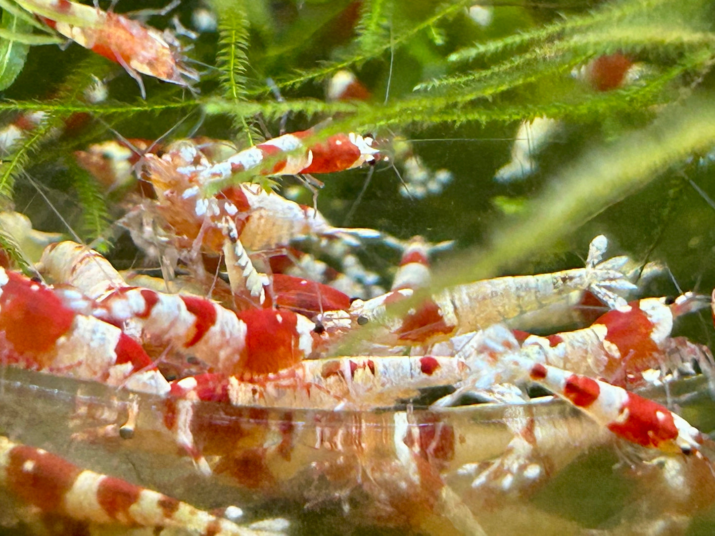 10 Crystal Red Shrimps