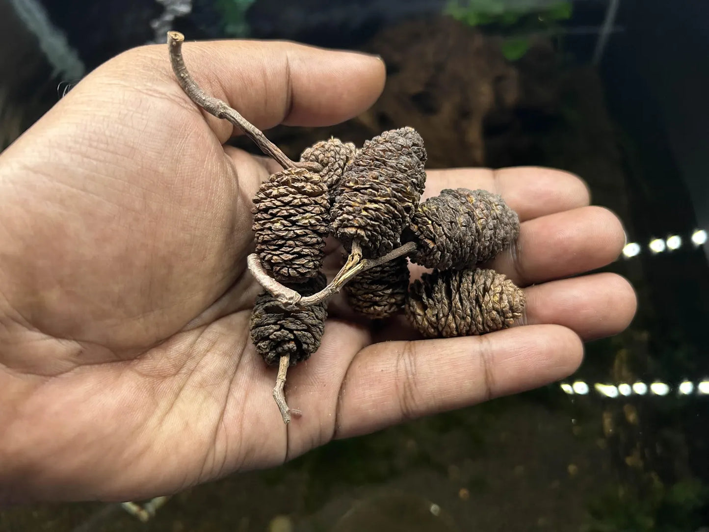 10 Giant Alder Cones