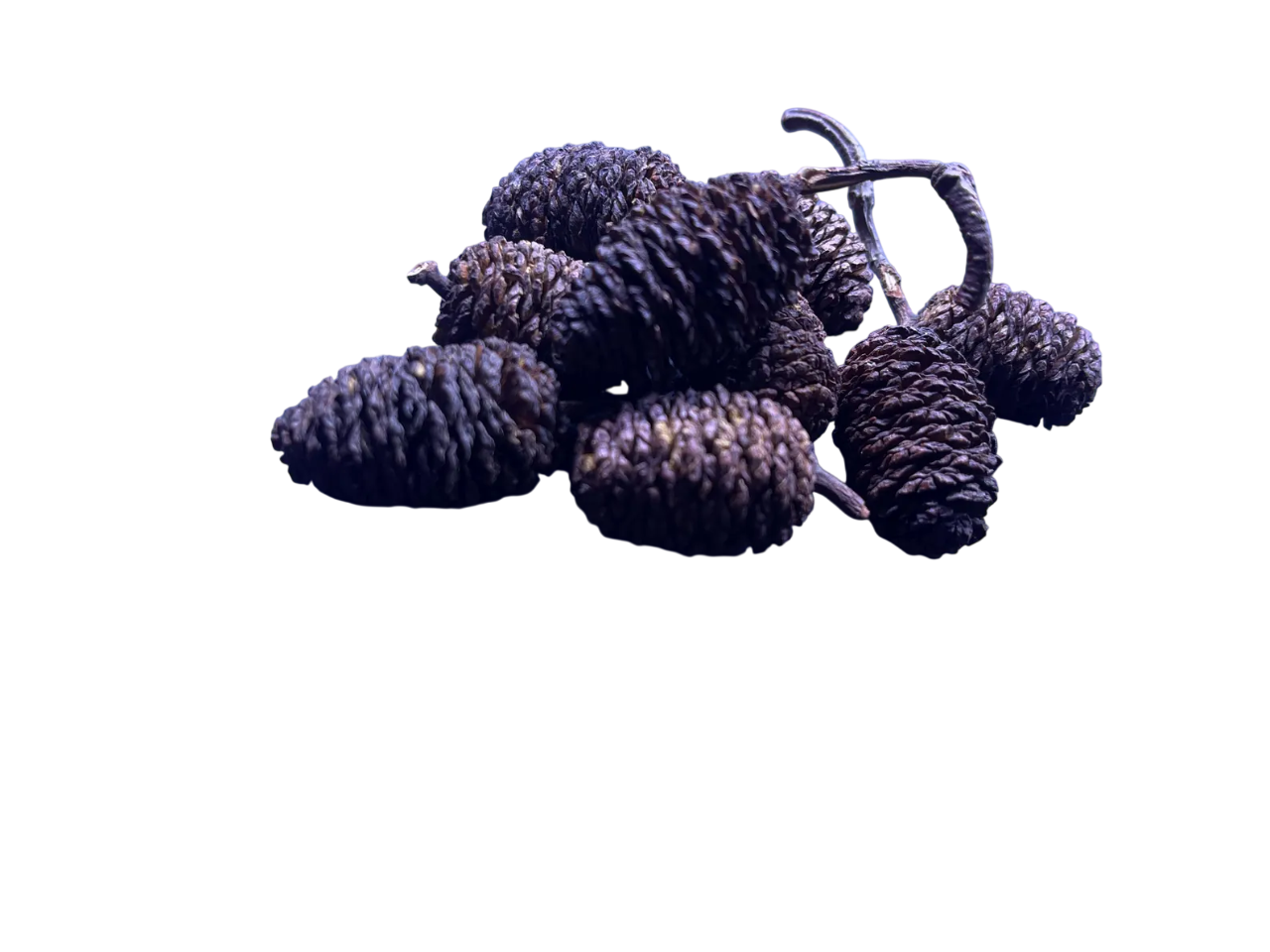 10 Giant Alder Cones