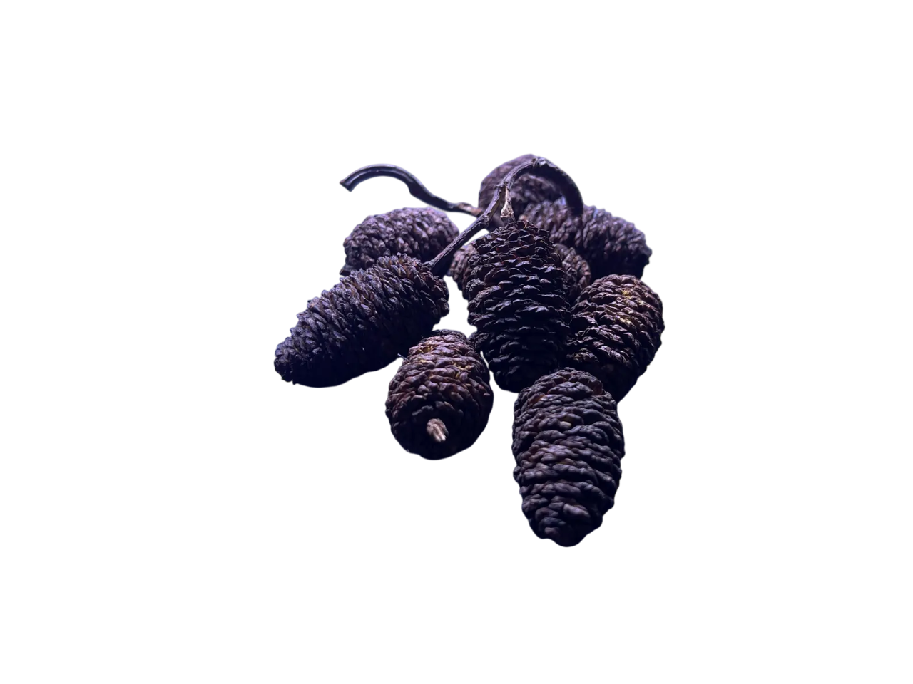 10 Giant Alder Cones