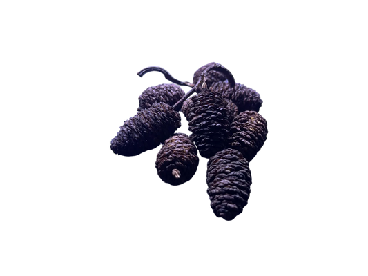 10 Giant Alder Cones
