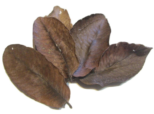 Guava Leaves