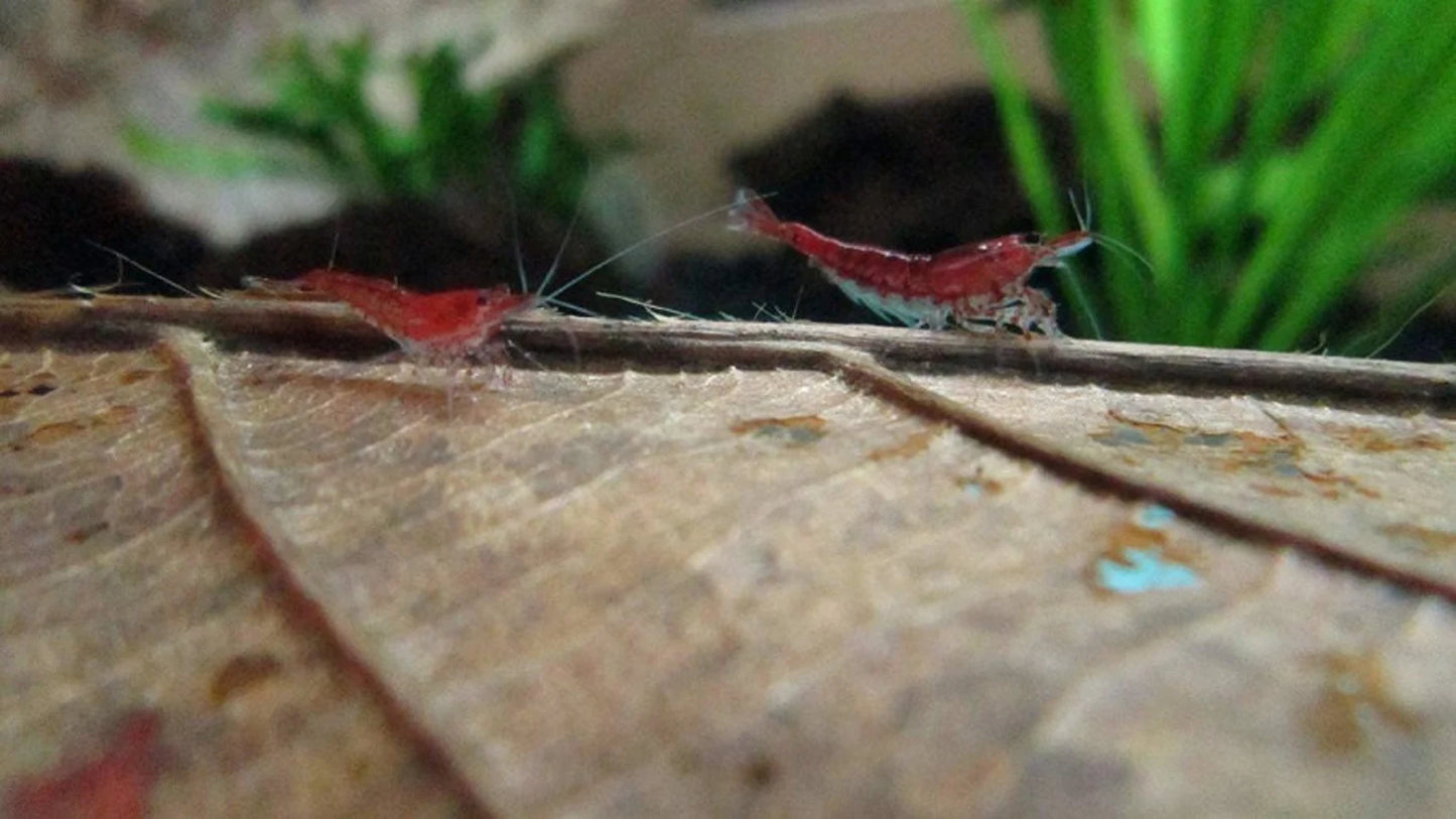 Indian Almond Leaves x5, Mineral Balls x10, Red Bee Balls x10, Cholla Wood x3, Alder Cones x15