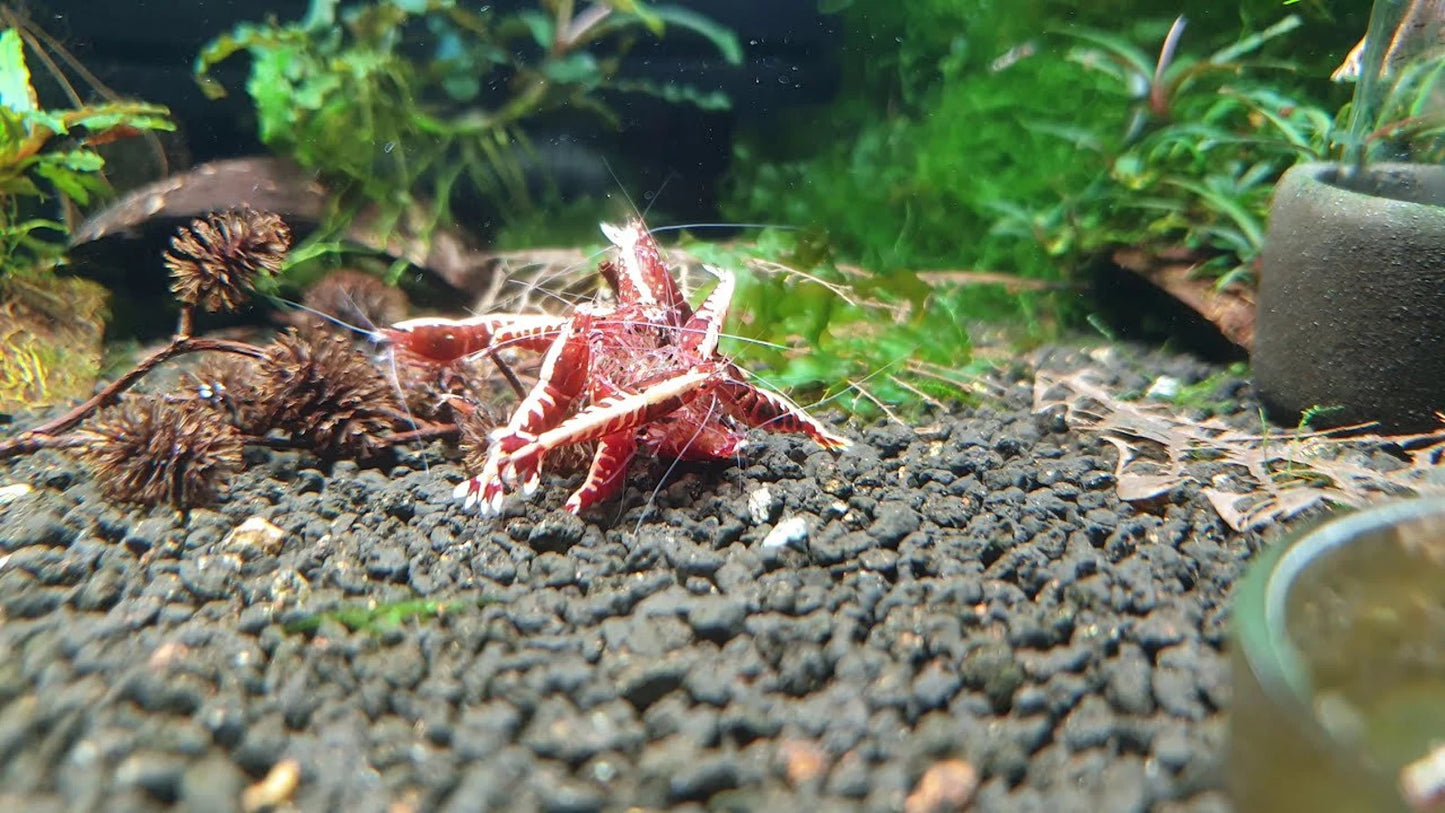 Indian Almond Leaves x5, Mineral Balls x10, Red Bee Balls x10, Cholla Wood x3, Alder Cones x15