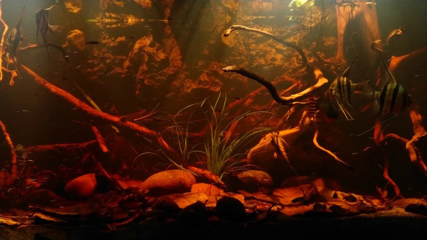 Nano Starter Package for Shrimp tanks
