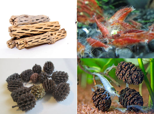 3 Nano Cholla Wood + 15 Alder Cones + 15 Filao Cones