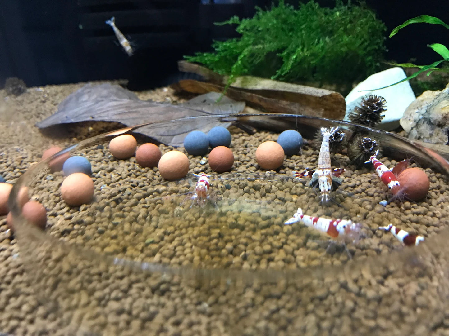 Indian Almond Leaves x5, Mineral Balls x10, Red Bee Balls x10, Cholla Wood x3, Alder Cones x15