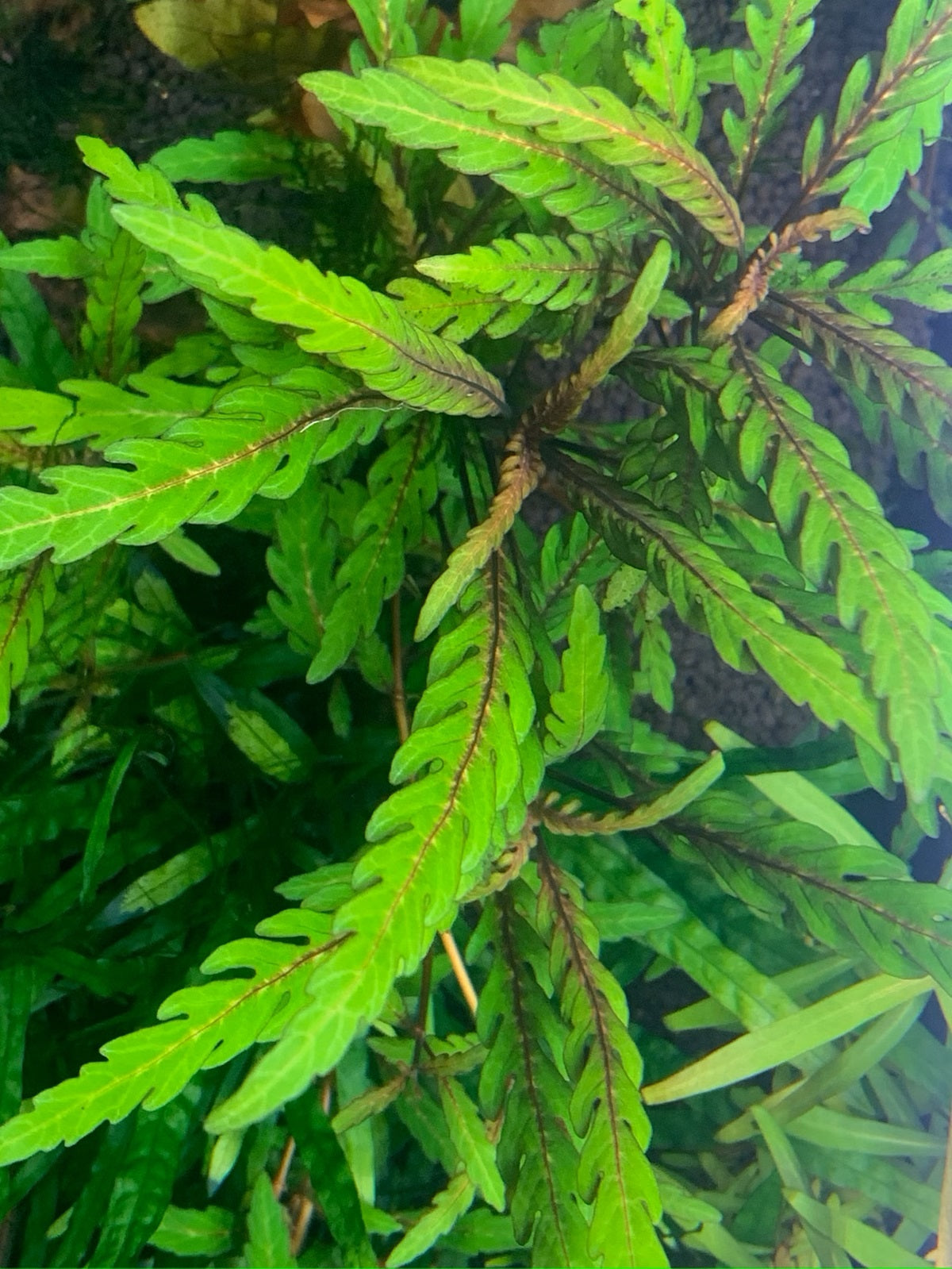 Hygrophila Pinnatifida