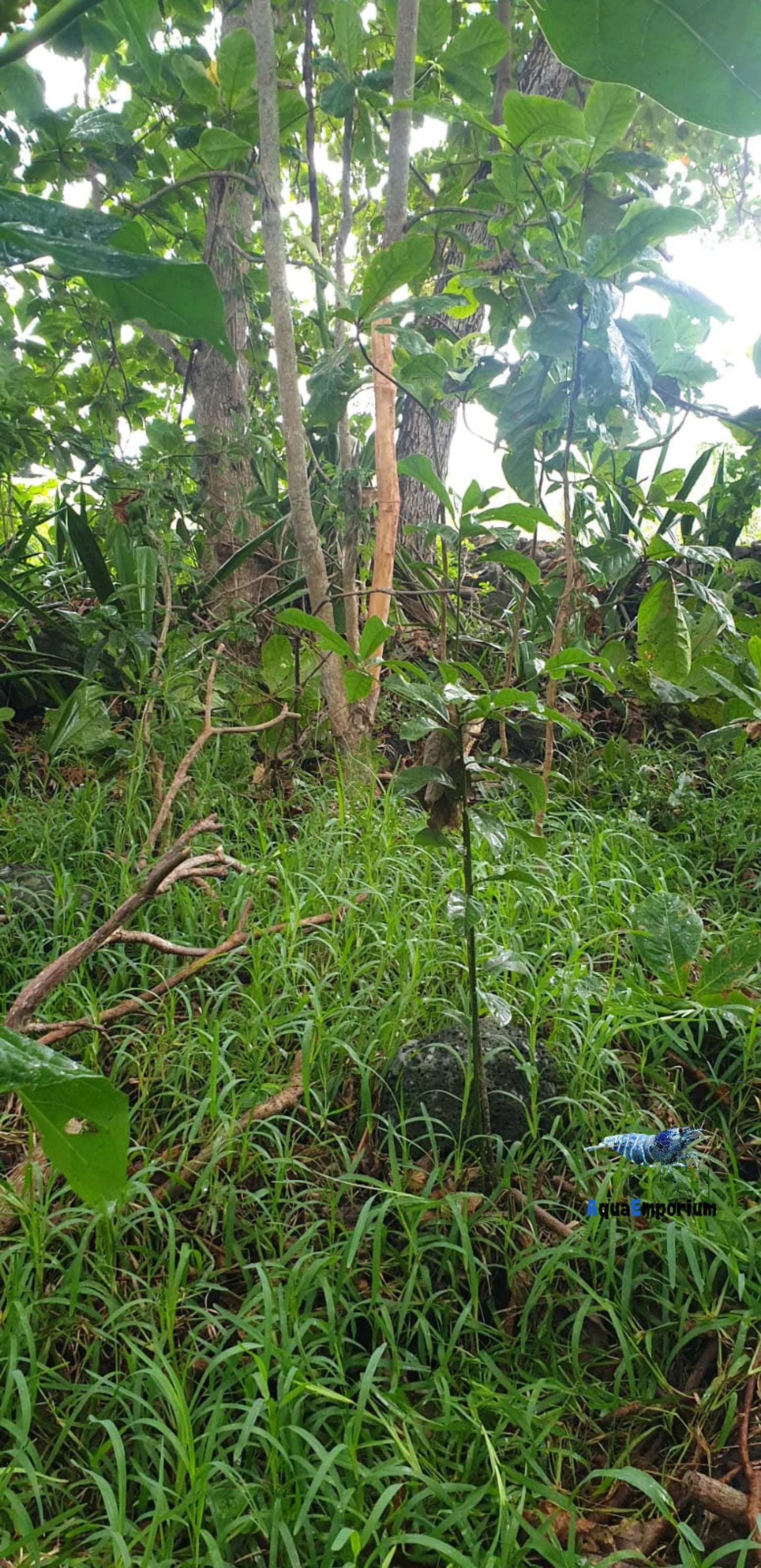 Organic Catappa Bark