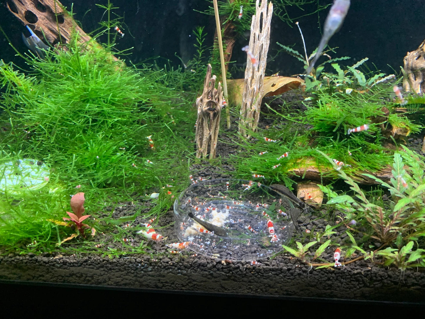 Snowflakes - Shrimp Food