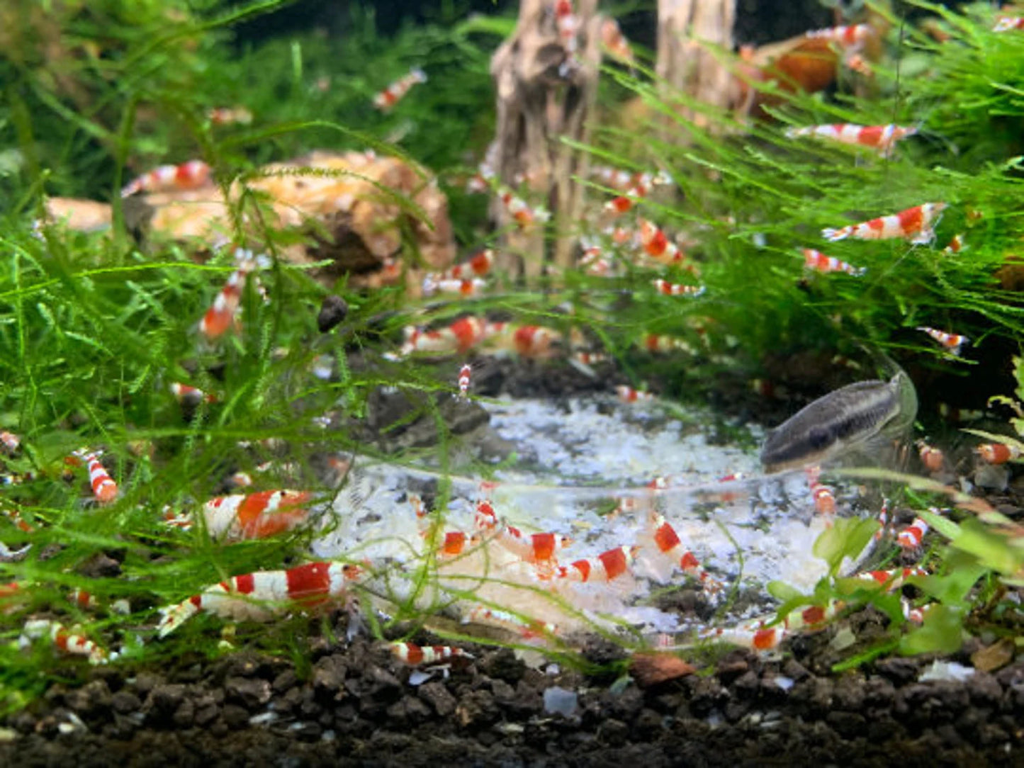 Nano Starter Package for Shrimp tanks