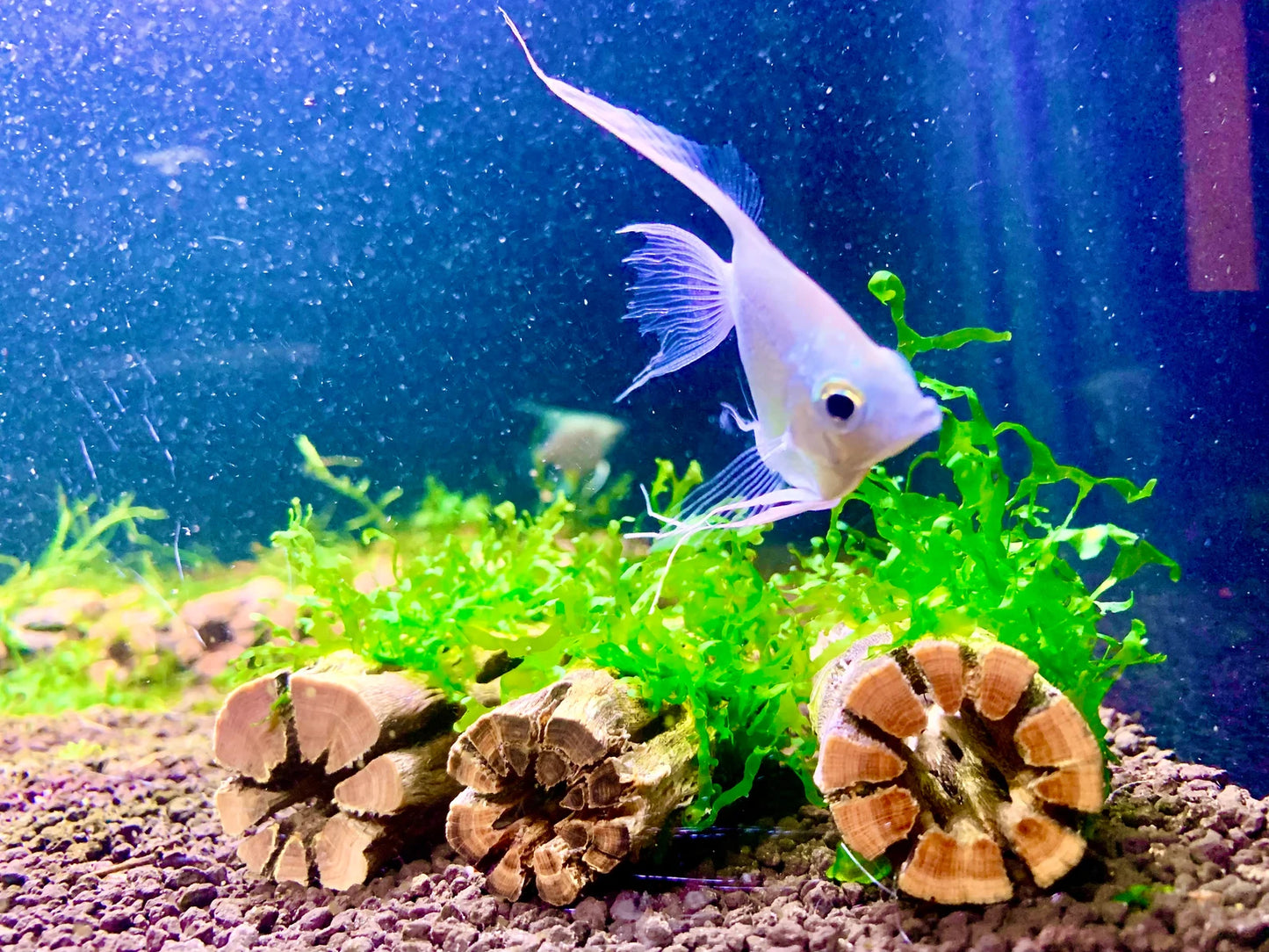 Nano Subwassertang Moss on 3'' Cholla Wood