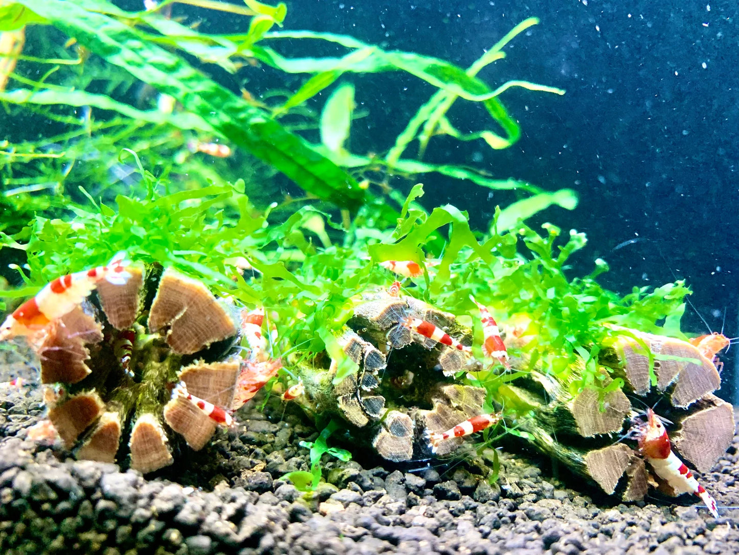 Nano Subwassertang Moss on 3'' Cholla Wood
